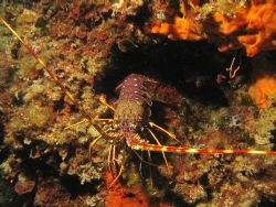 Palinurus elephas in the Mediterranean sea (-25 mt) - Can... by Ferdinando Meli 